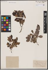 Foto von Salix aurita L.